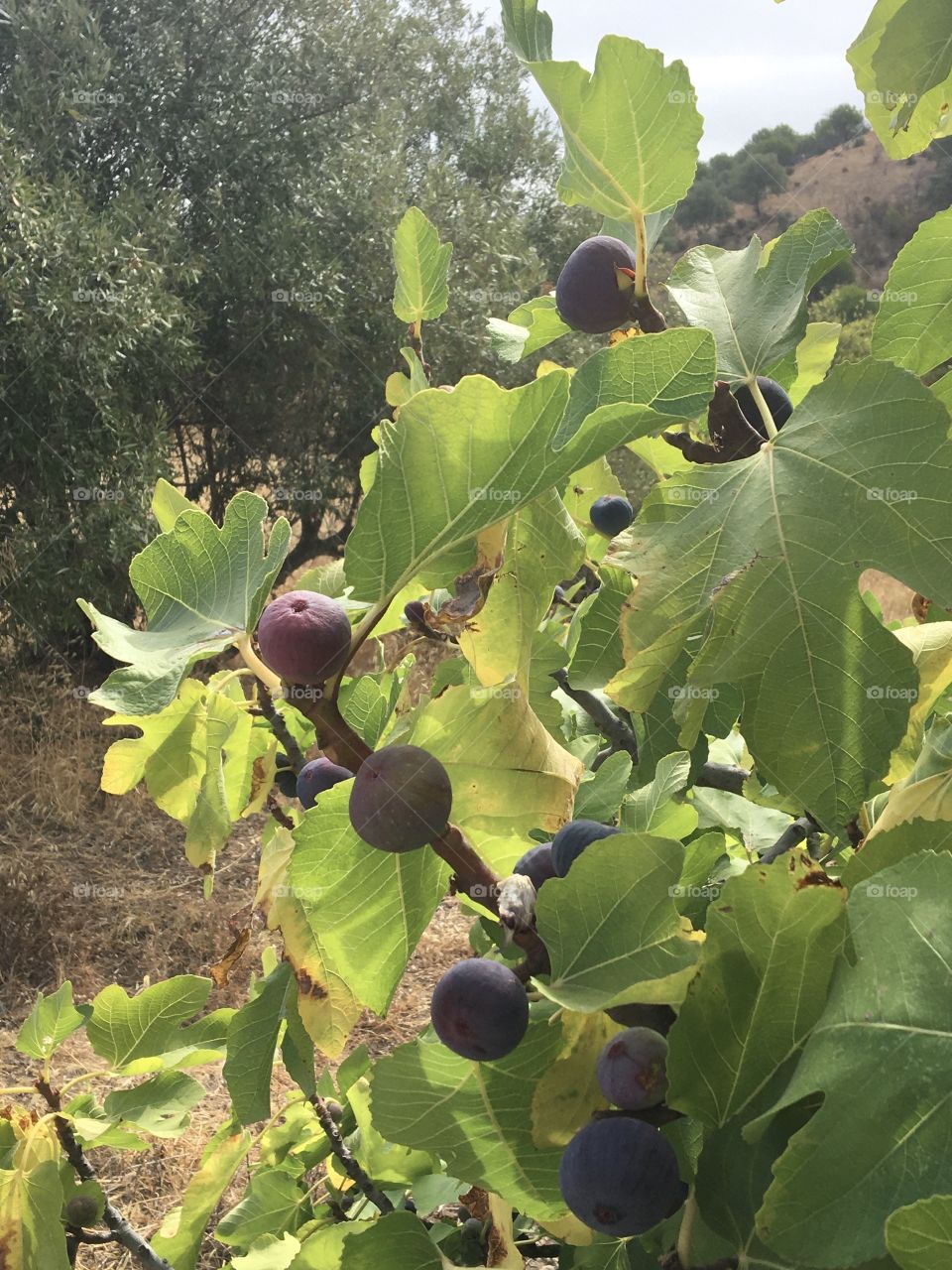 Ripe violet figs on tree