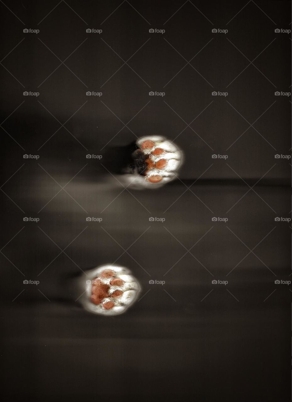 Patinhas Sujas

- Gatinha suja sobre scanner

edição: snapseed