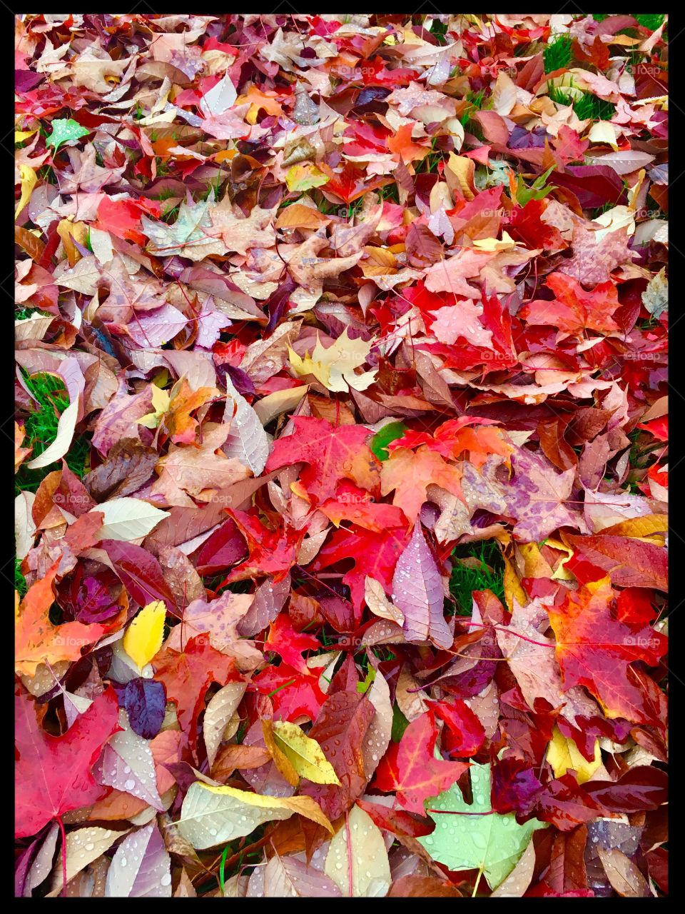 Autumn Leaves on the Kitsap Peninsula 