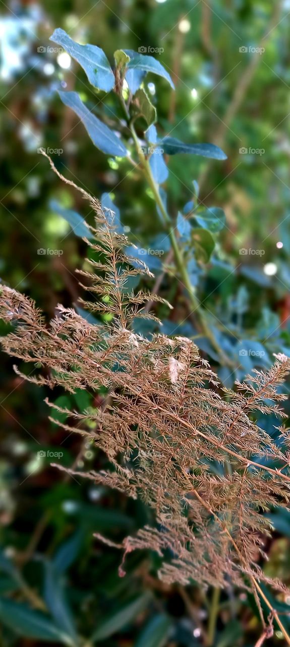 dry flower