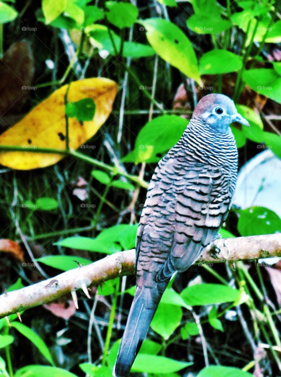 Zebra Dove