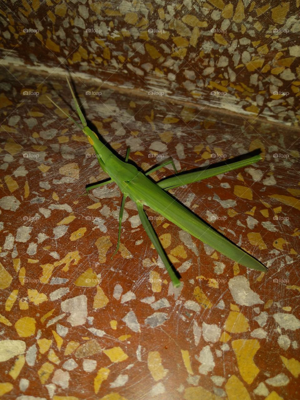 concrete forest ! let me go ,