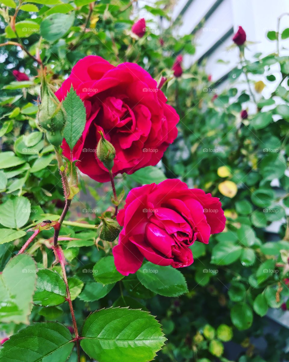 Good morning, Roses 🥀