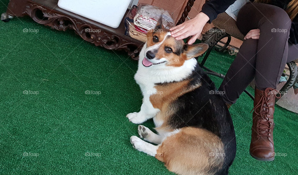 corgy smile