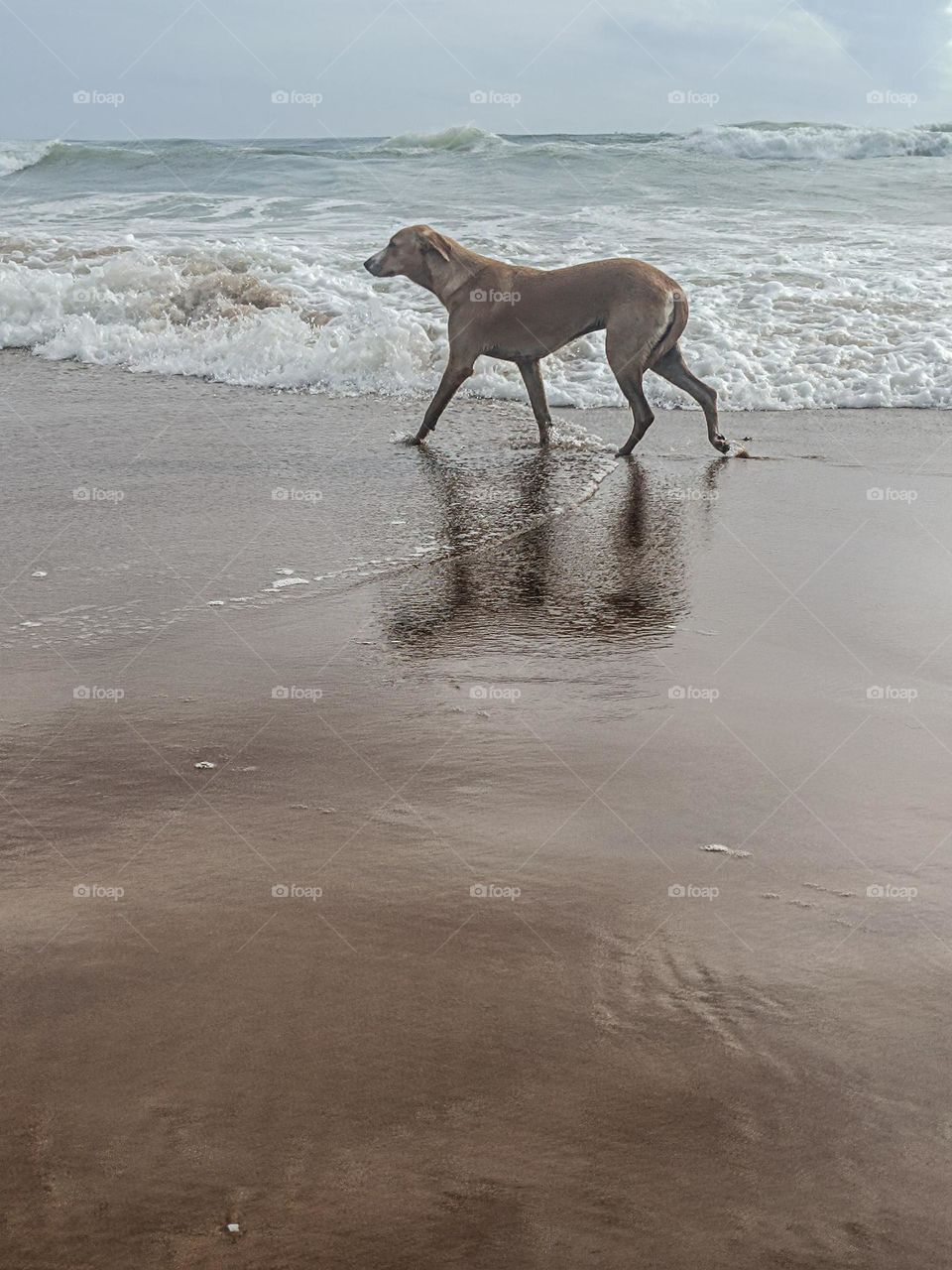 Dog at sea shore