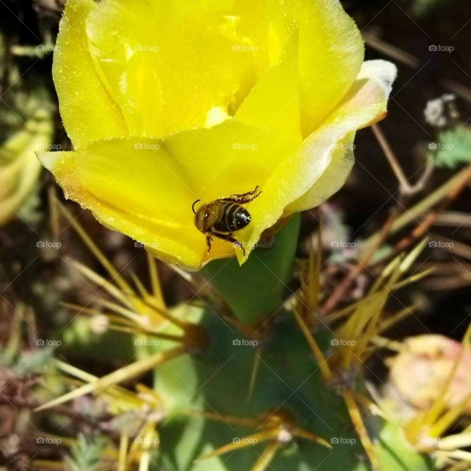 Beautiful bee on yellow cactus flower.