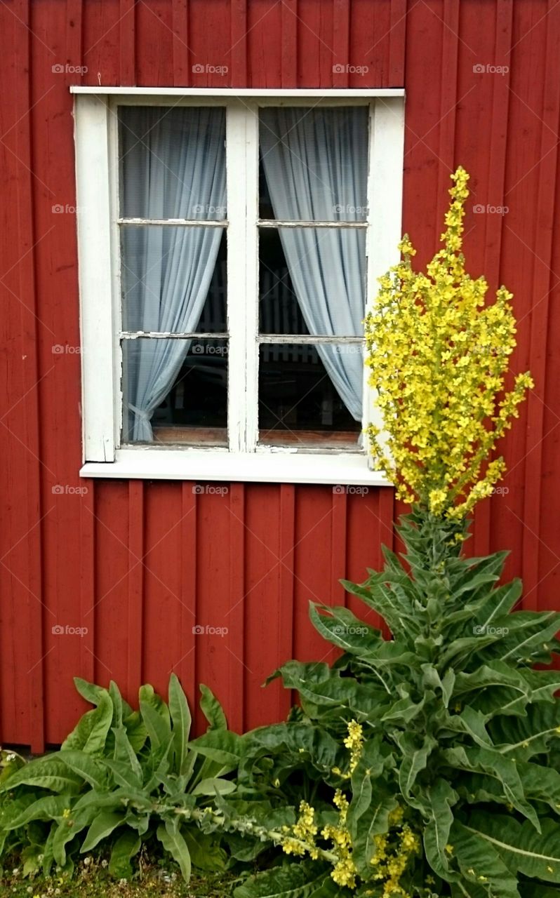 Window. Window
