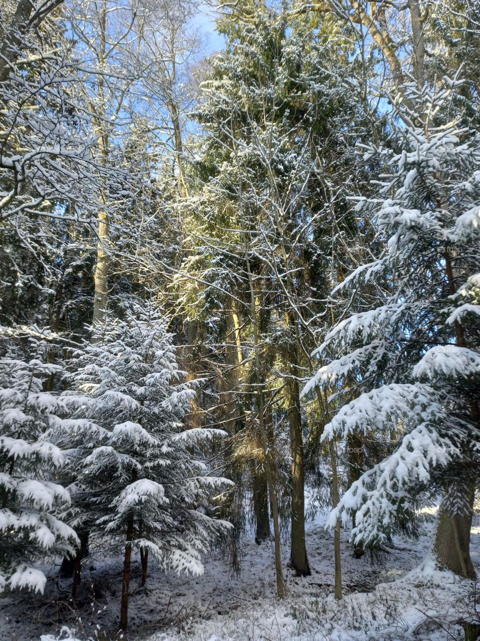 Trees in a Snowy Forest