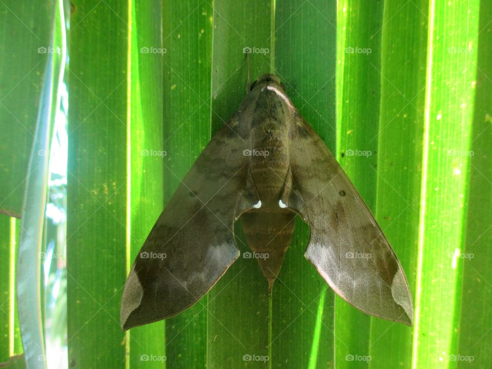 moth