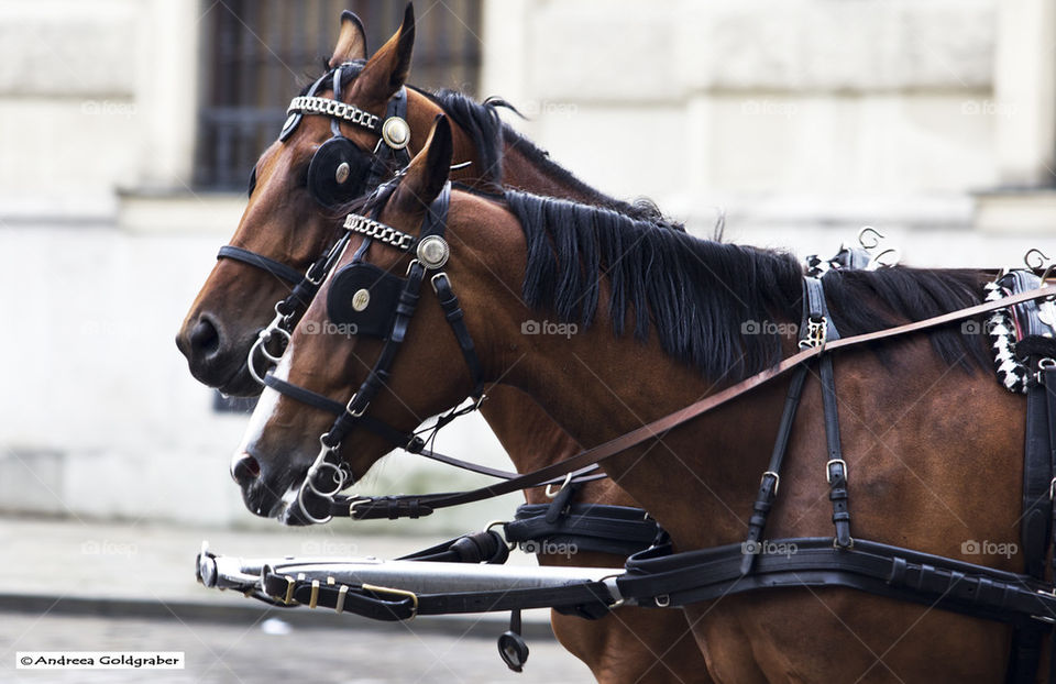 carriage horses