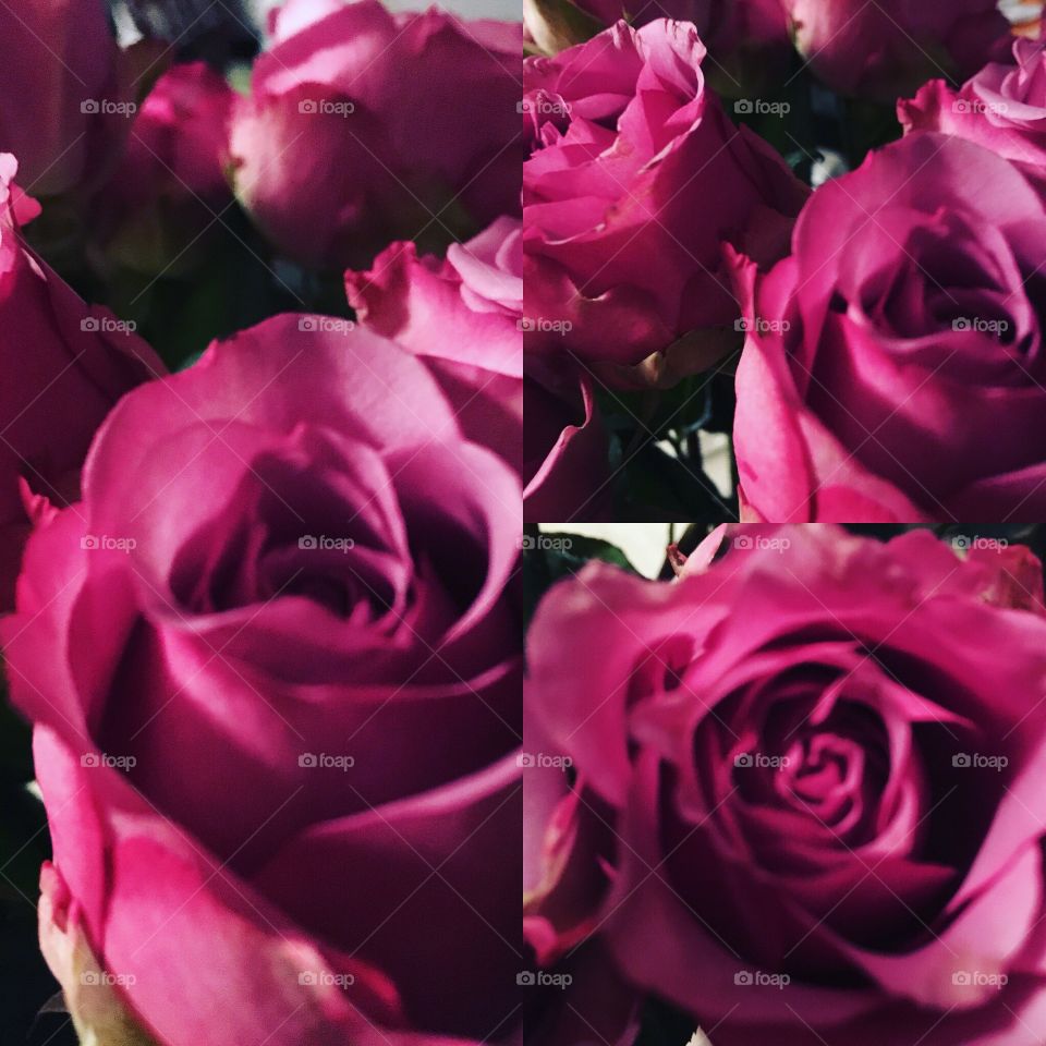 Rose-colored roses 