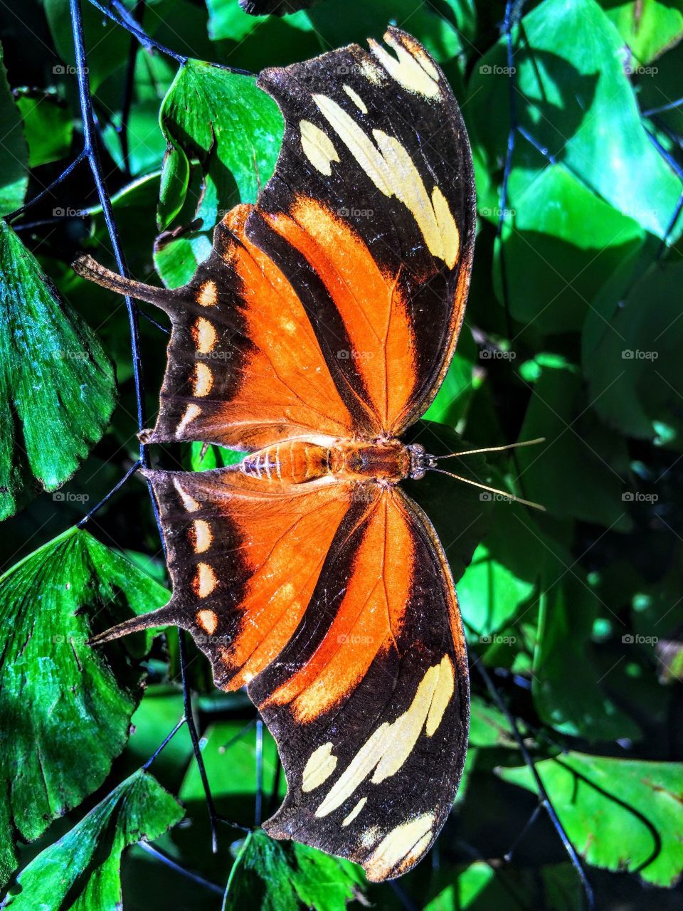 High angle view of butterfly