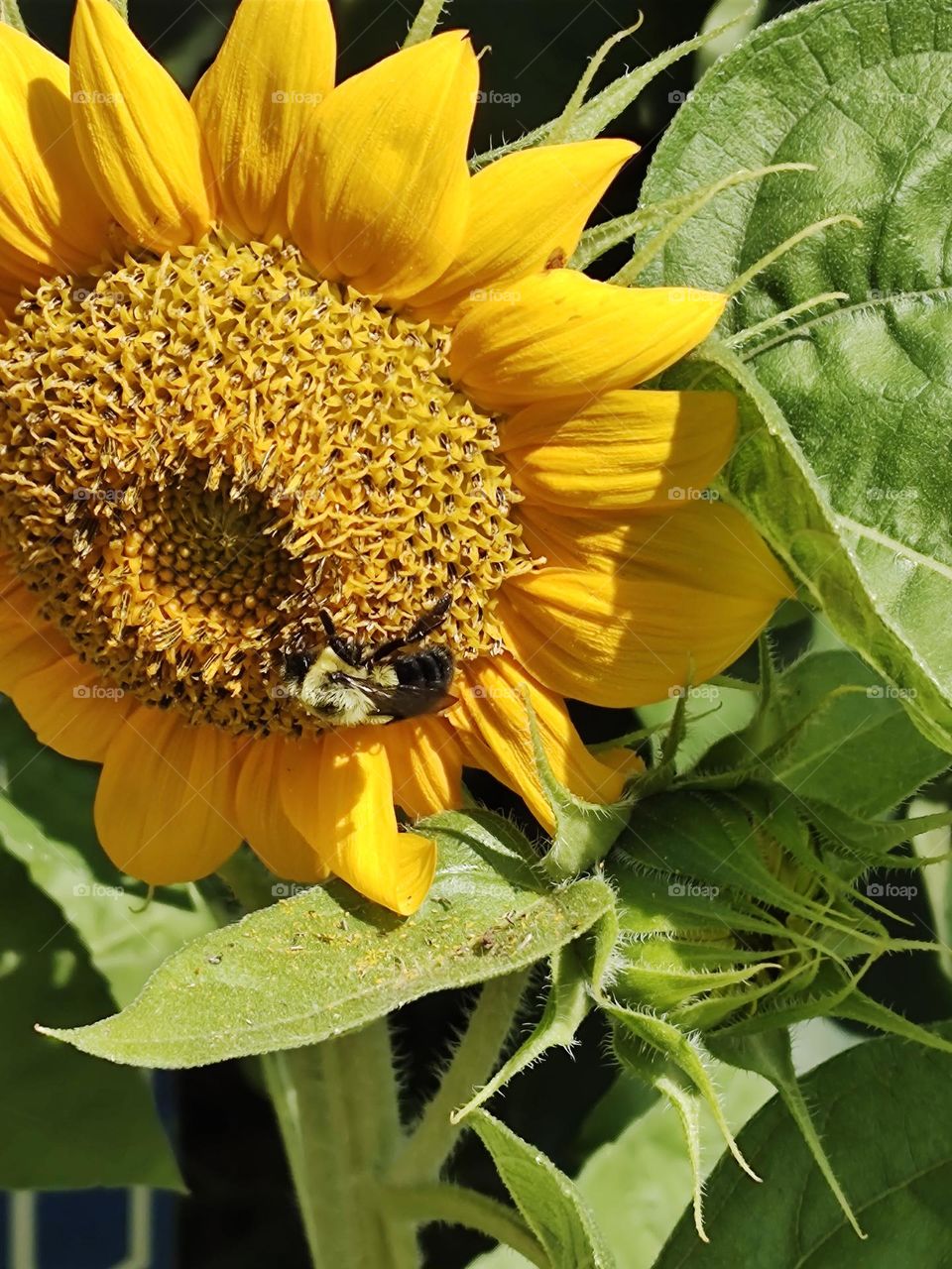 Pollination in Action