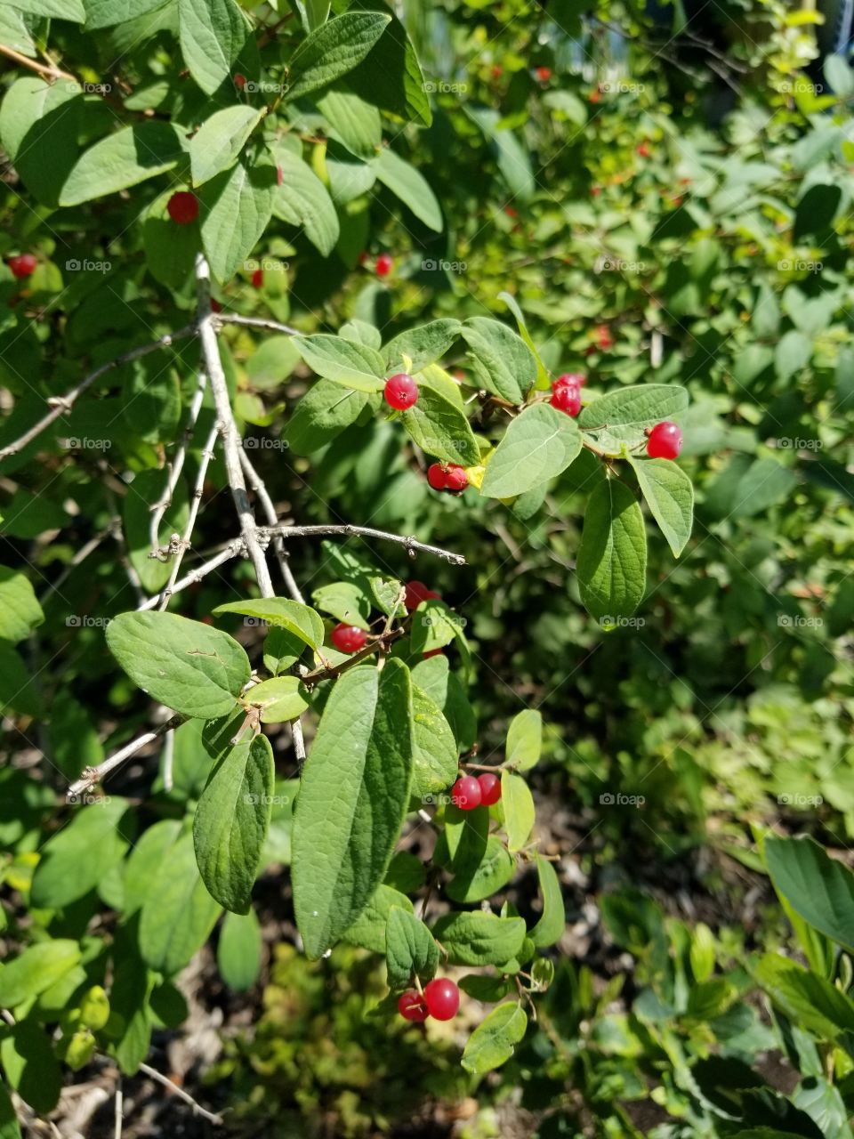 Berries
