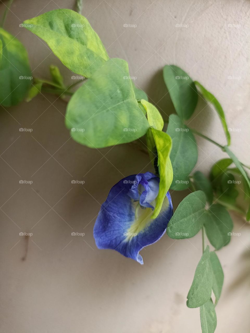 sky blue mix with green