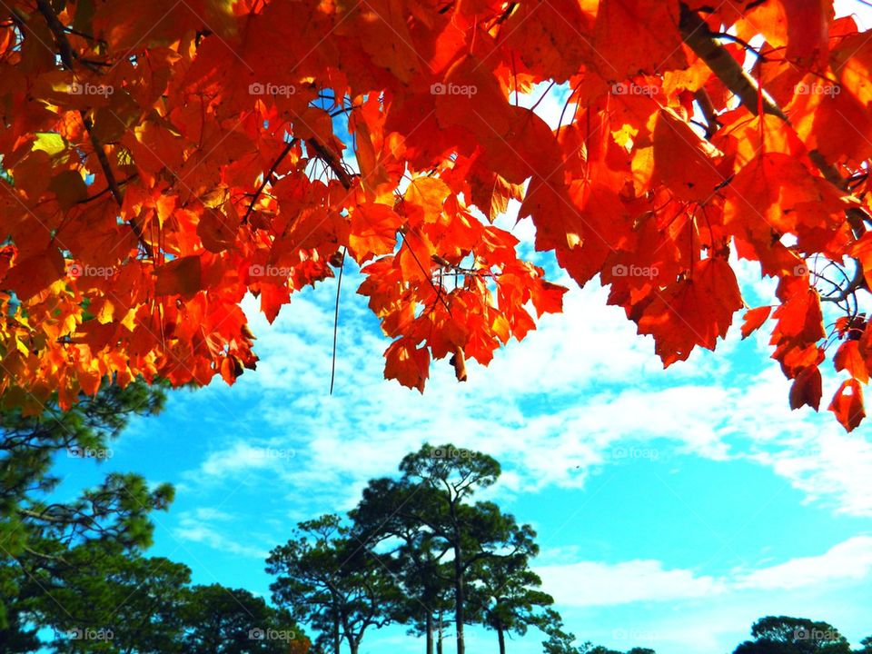 Autumn leaves hanging