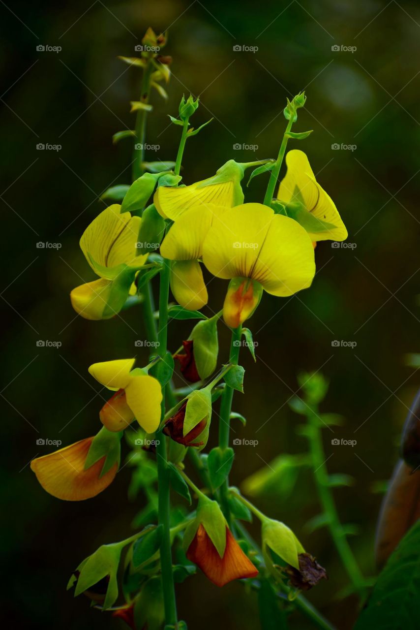 Crotalaria retusa is a species of flowering plant . common name - rattleweed , devil-bean shack shack