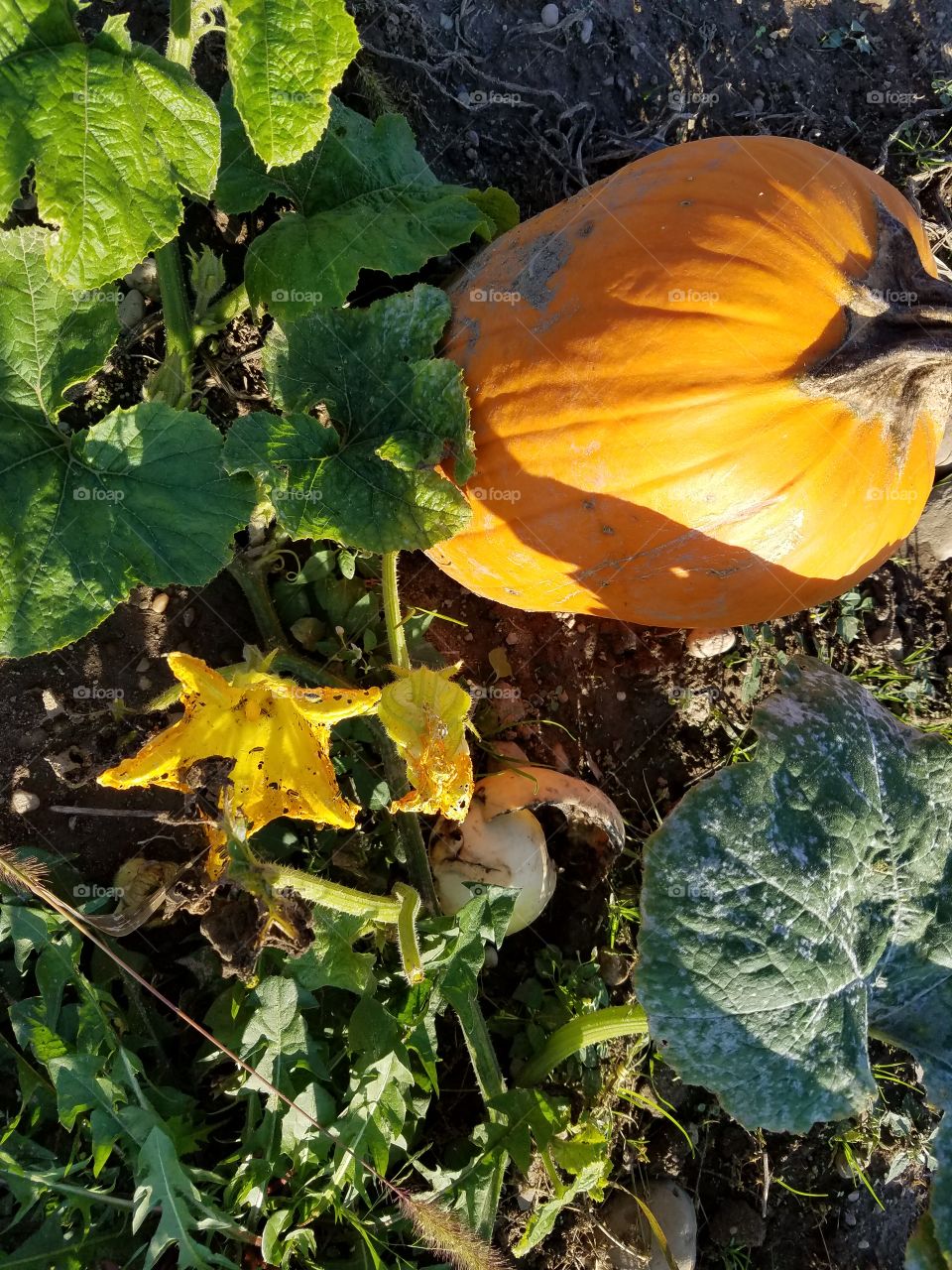 pumpkin farm