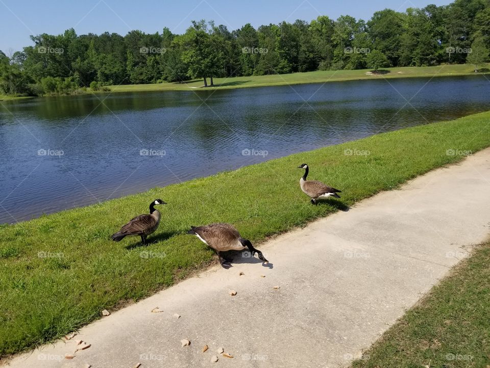 geese3