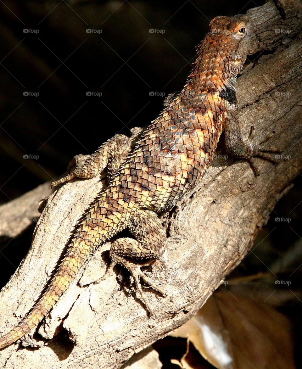 Desert Spiny Lizard on Branch