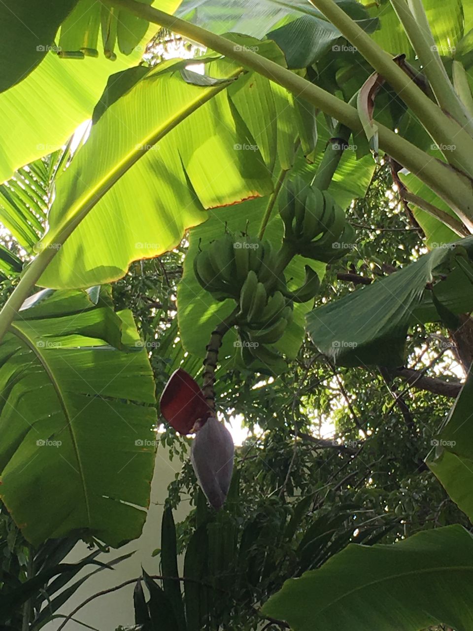 Banana Bloom