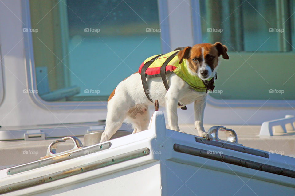 First mate doggy