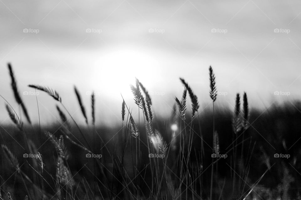 Grass at sunset