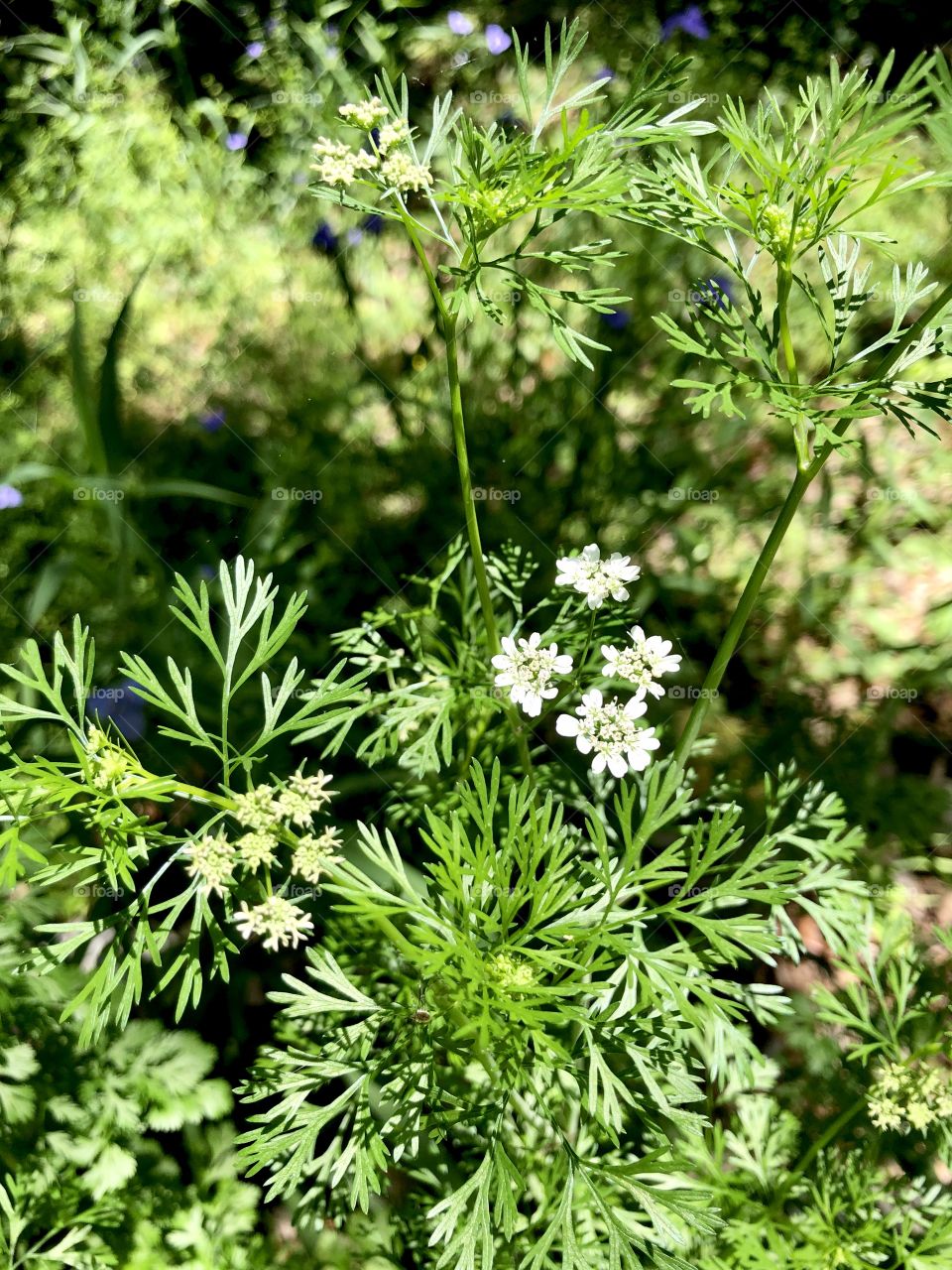 Cilantro going to seed