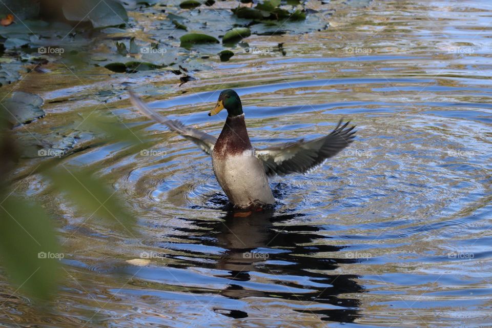 A duck taking a bath and splashing in the pond
