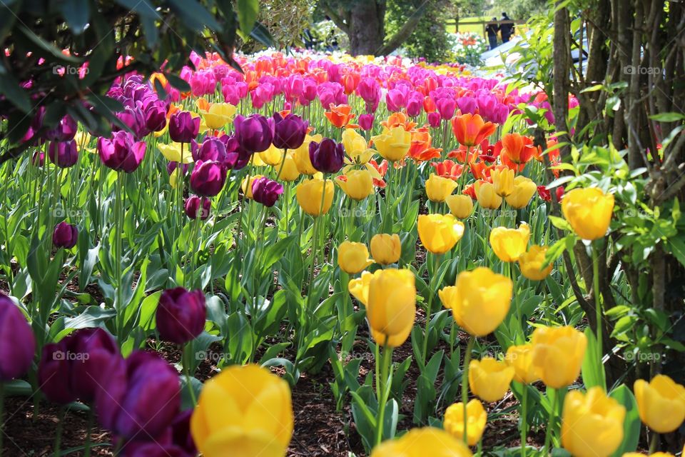 Tulip Garden