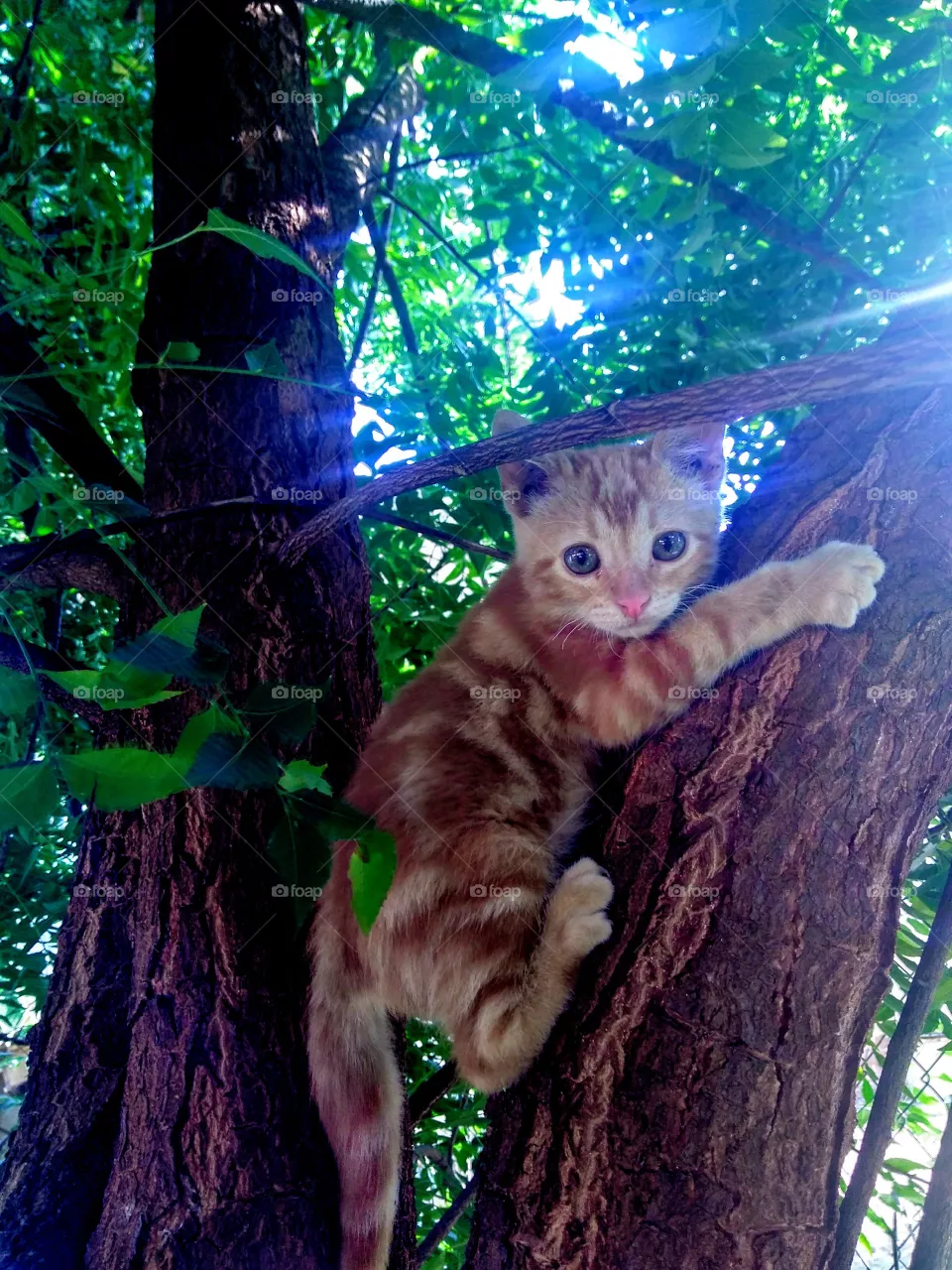 cat
