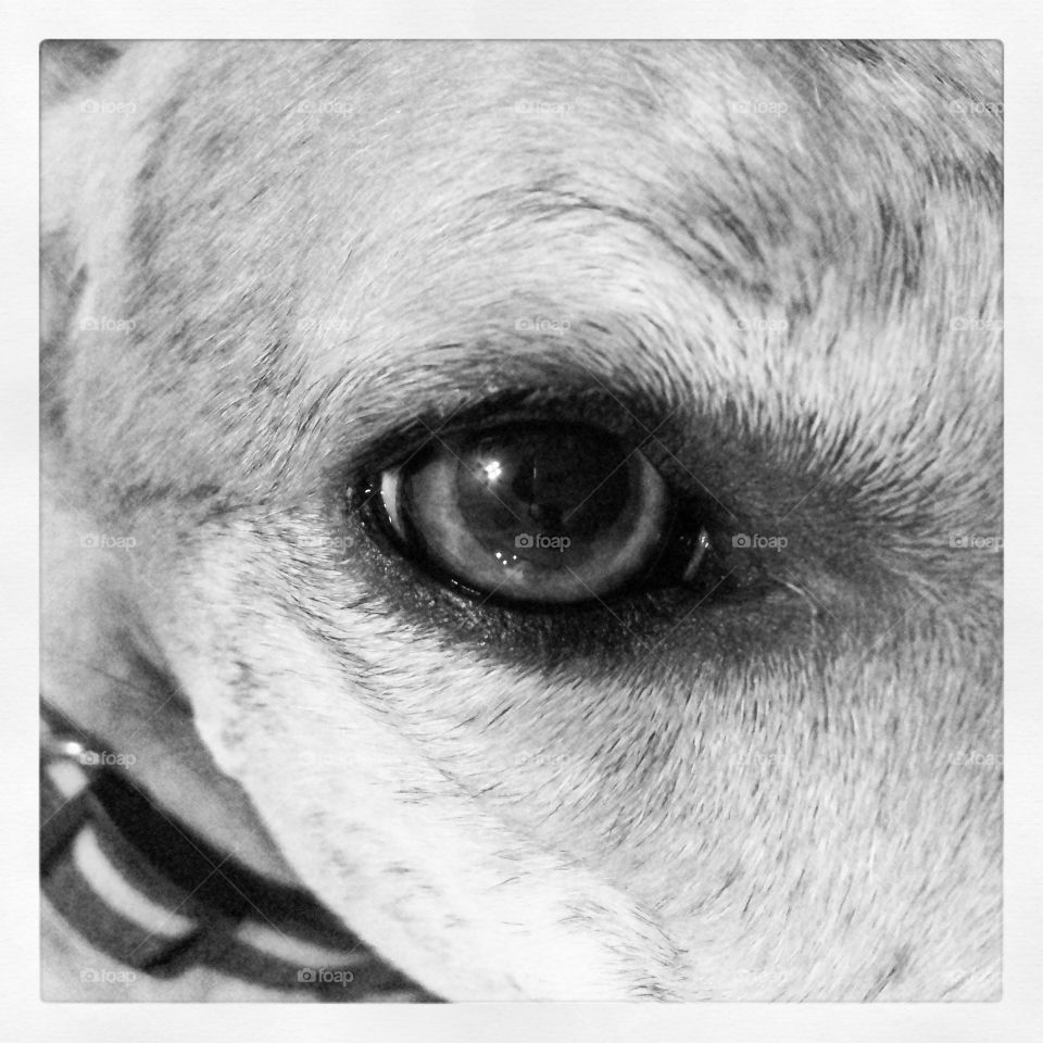 Dog eye