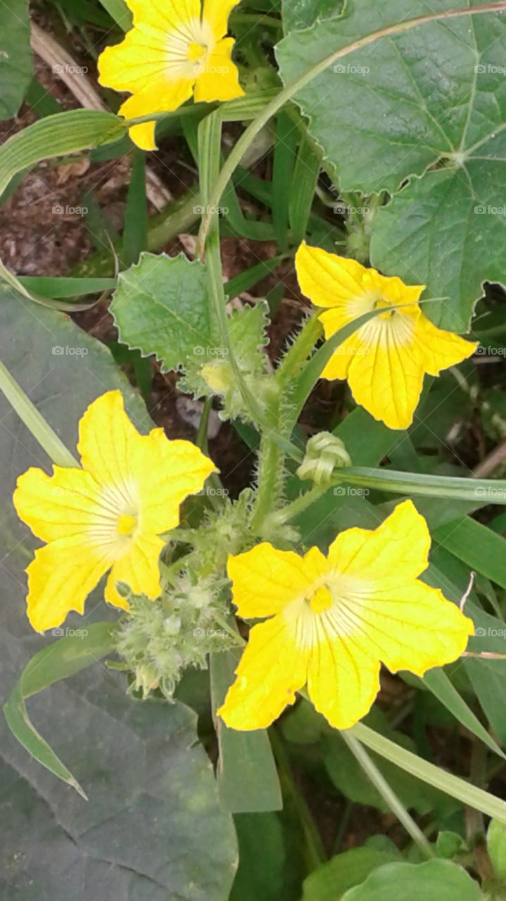 design of natural flowers