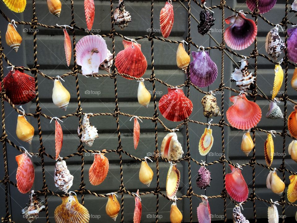 Seashell display
