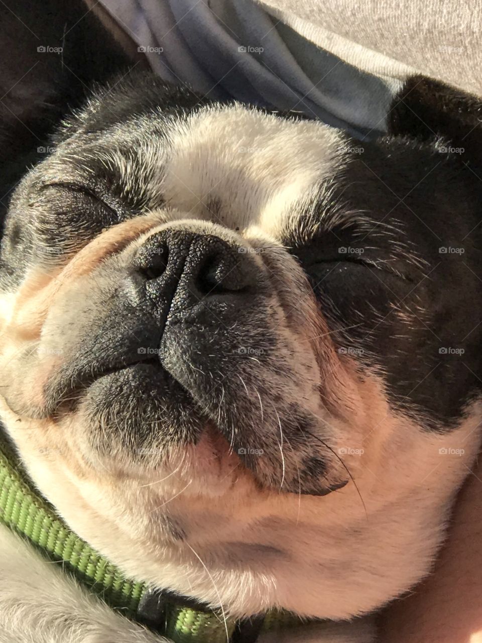 Portait of my Boston Terrier sleeping on her back on a warm  evening as the sun was setting in the sky. The sunlight was warm & golden & the smile of contentment was widened by the snuggle from my daughter while she scratched the pup’s belly! Bliss!