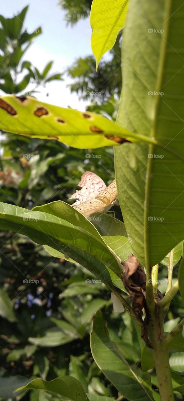 Beautiful butterfly behind the green mango leaves.