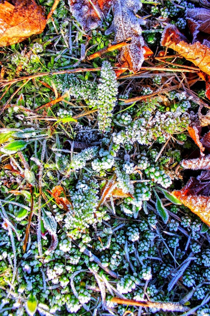 Macro close-up of hoar frost dusted small ferns, dried autumn leaves, twigs and grass