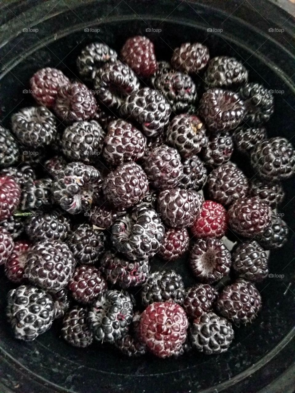 Fresh Raspberries