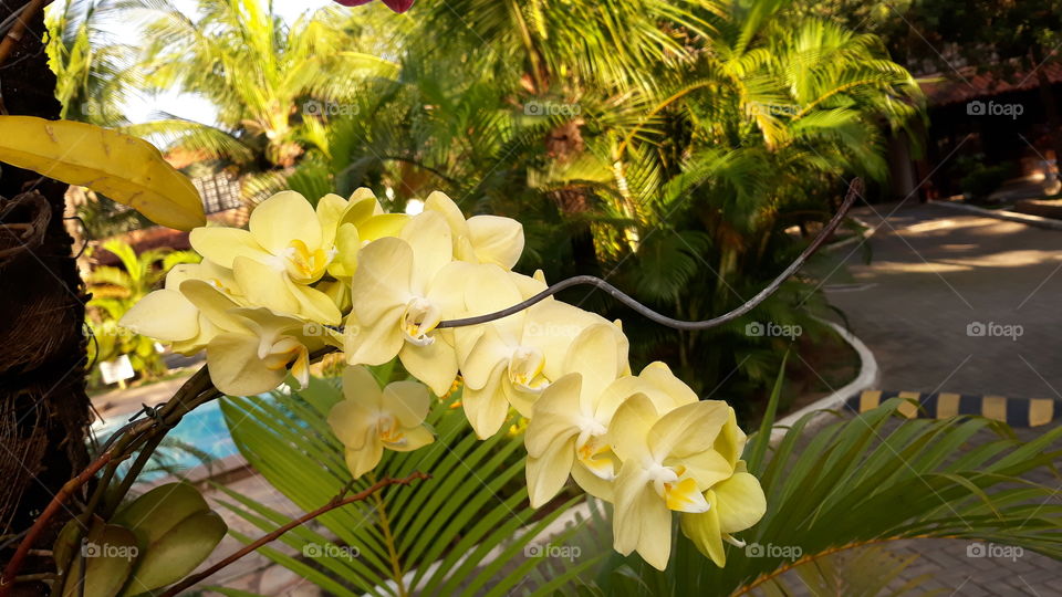 Lindas orquídeas amarelas no meu trabalho. Estão plantadas num coqueiro, no qual há mais orquídeas de cor diferente.
