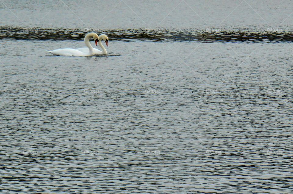 two white swans swimming on a lake spring nature