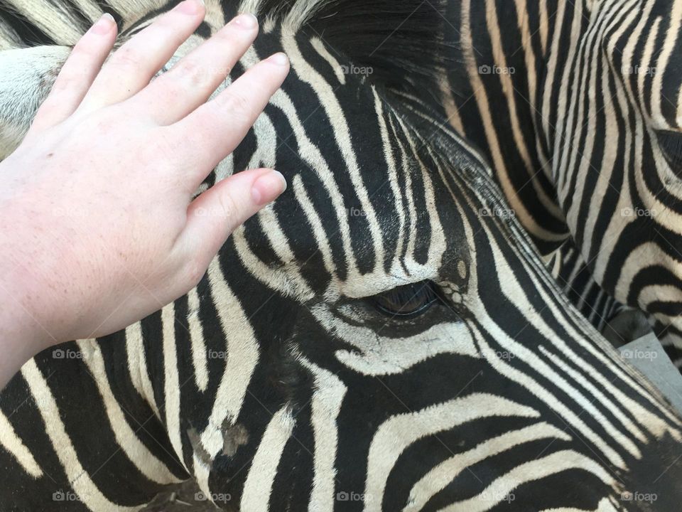 Touching a wild animal