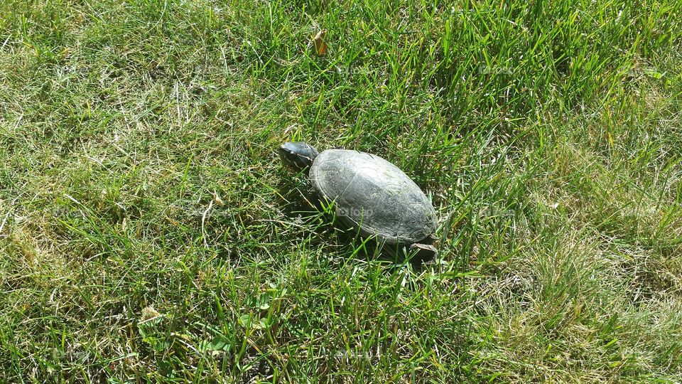 Turtle baby