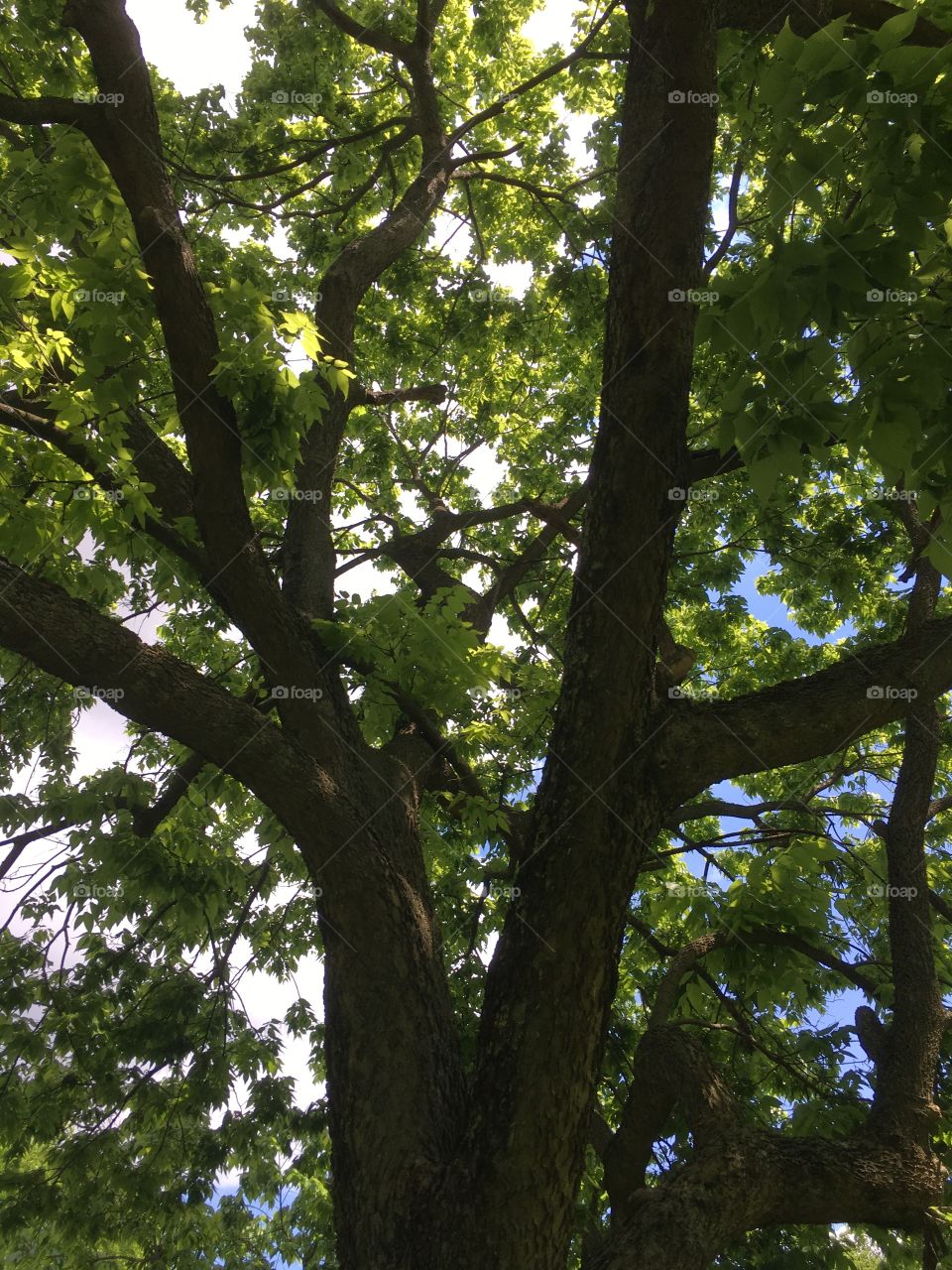 Sun shining through a beautiful tree