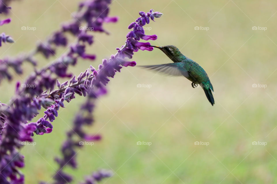 picaflor comiendo nectar