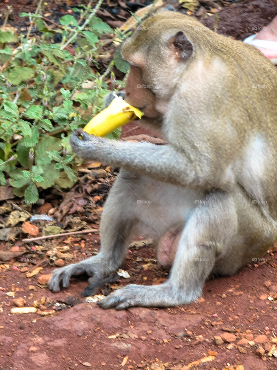 monkey with banana in the hand
