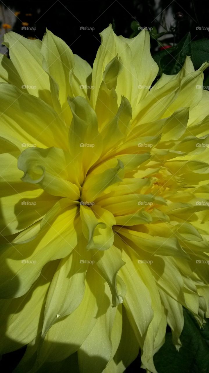 my yellow Dahlia2014