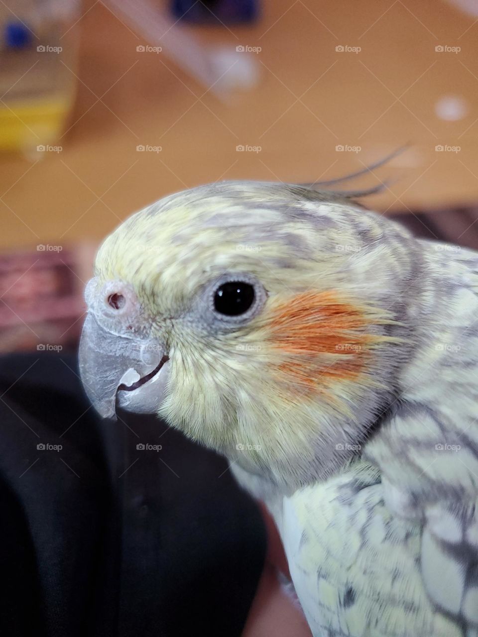My beloved bird