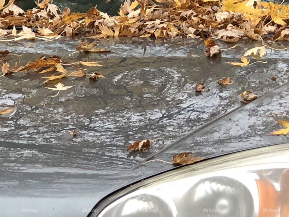 Car and wet leaves in the rain 