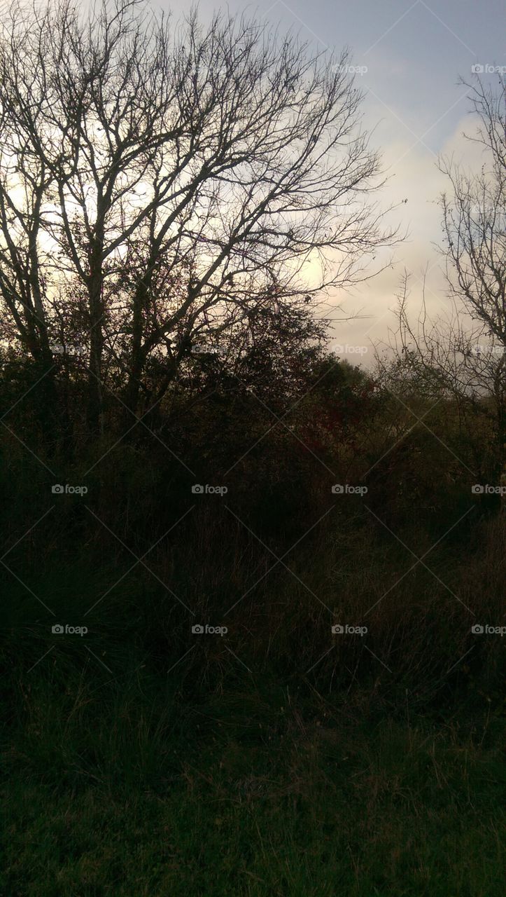 Tree, Landscape, Fog, Dawn, Desktop