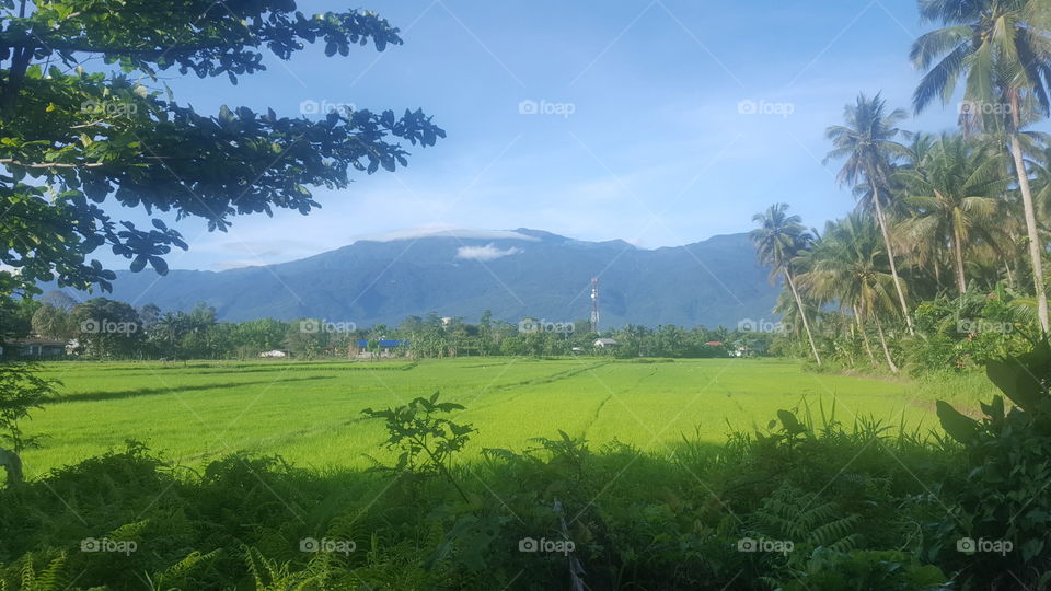 Mt Halcon in Mindoro